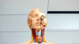 ludzki manekin do biologii